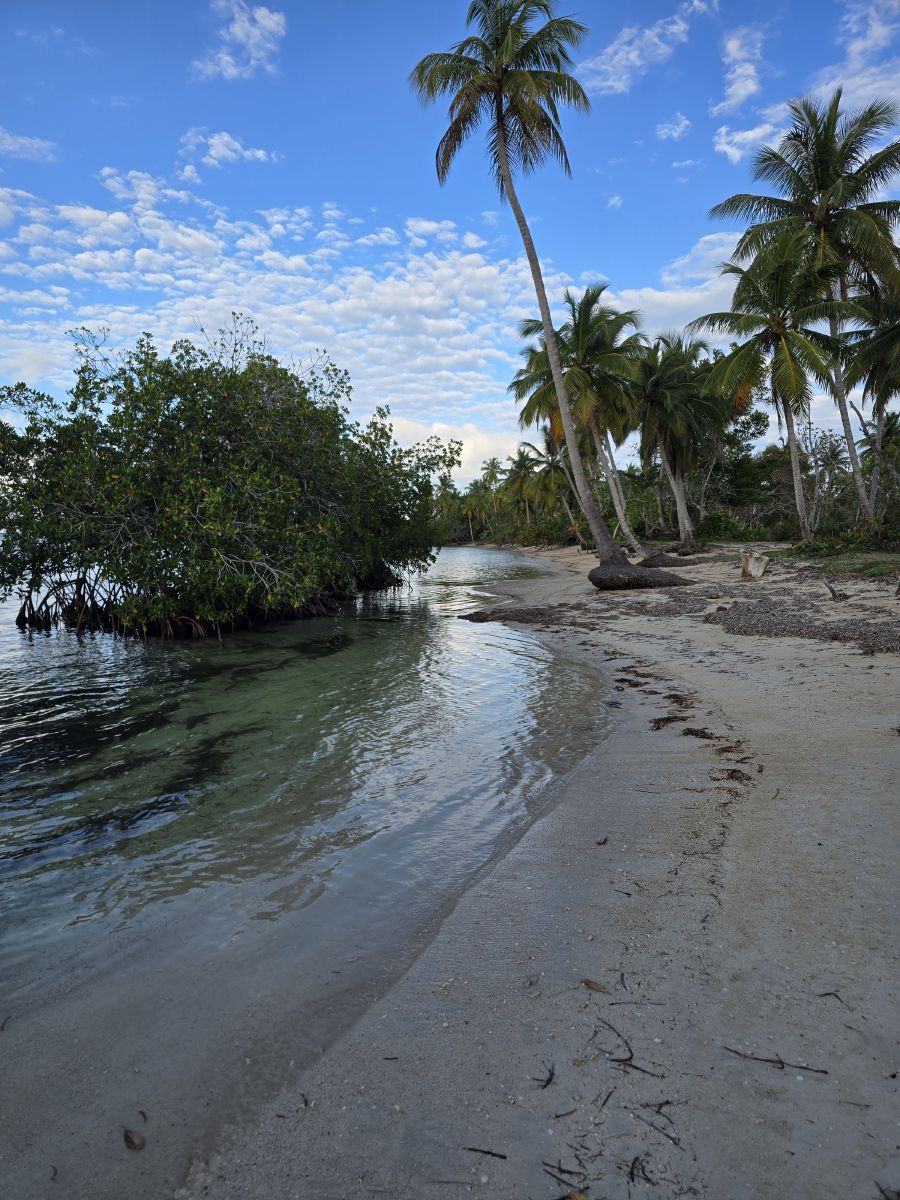 Palms over the shallows nearby