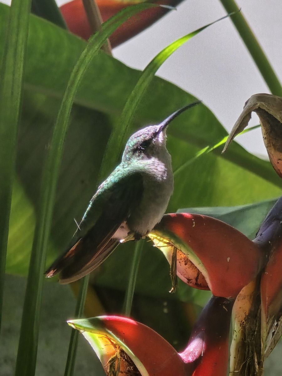 A hummingbird in the garden