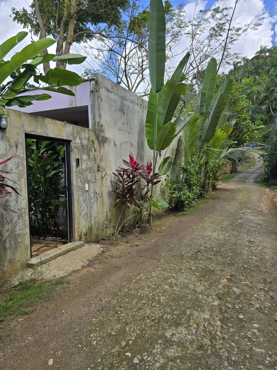 A path through the garden